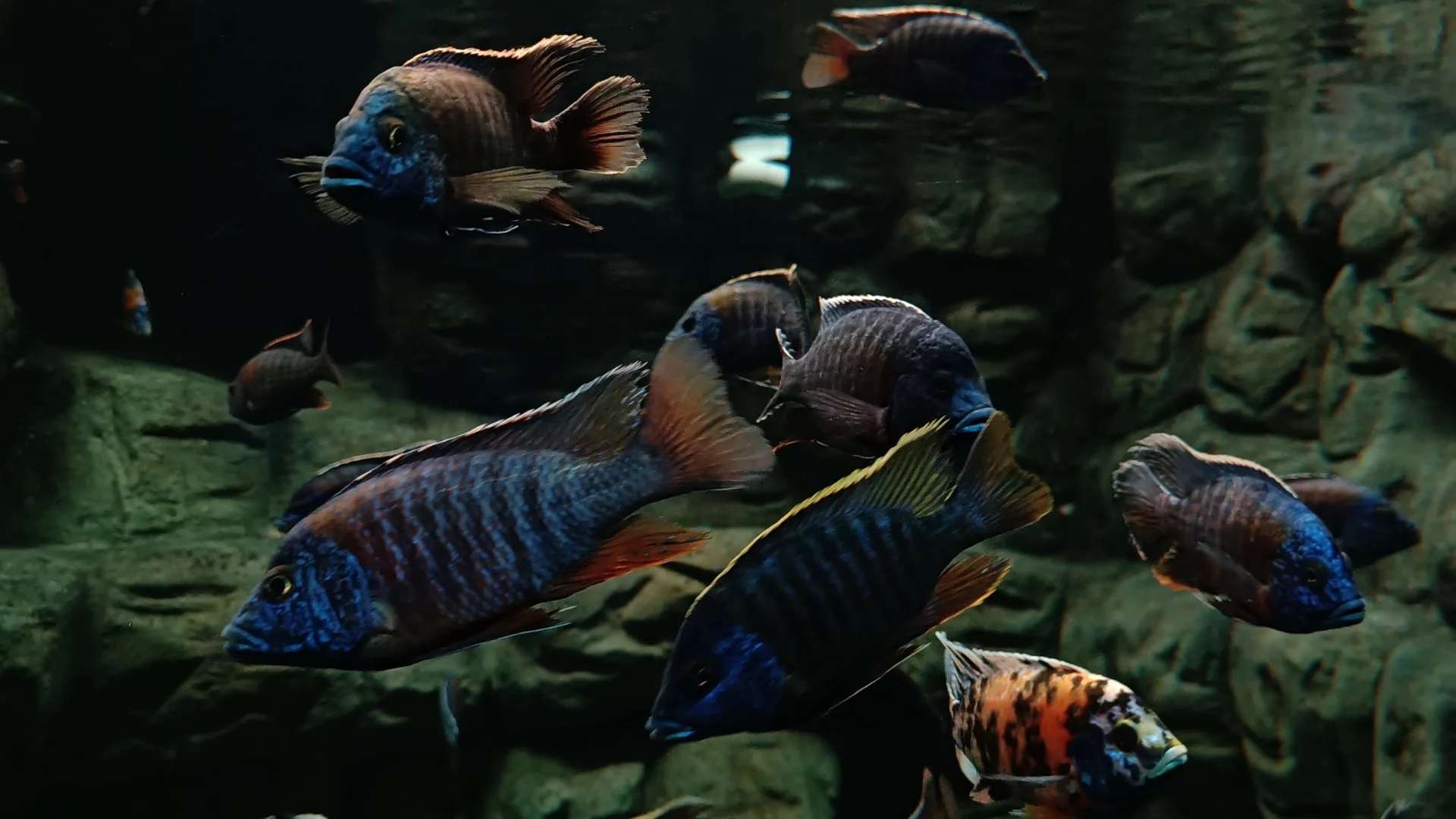 Marine Species Displays